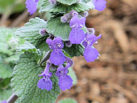 Nepeta x faassenii