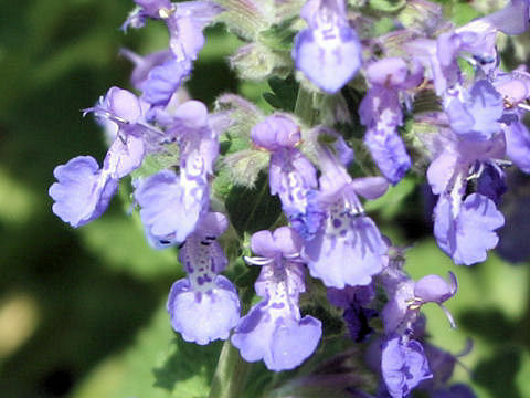 Nepeta x faassenii