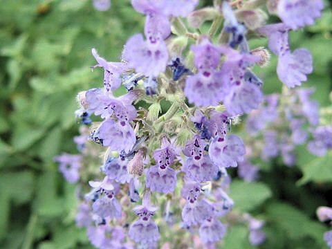 Nepeta x faassenii