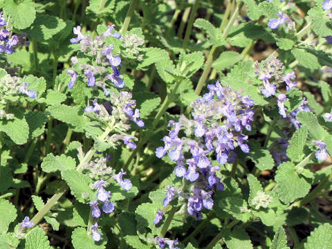 Nepeta x faassenii