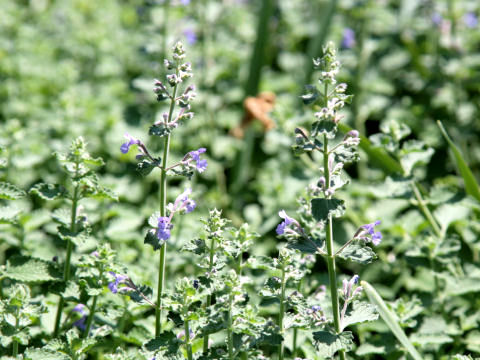 Nepeta x faassenii