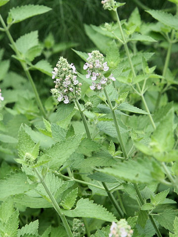 Nepeta cataria