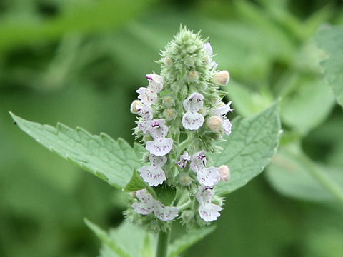 Nepeta cataria