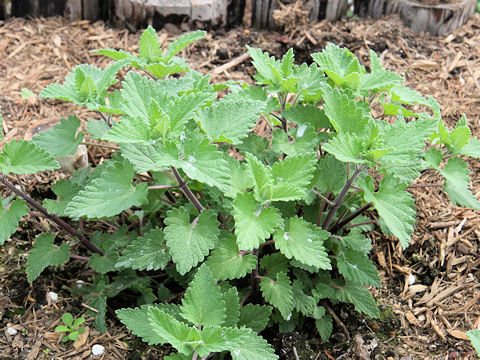 Nepeta cataria