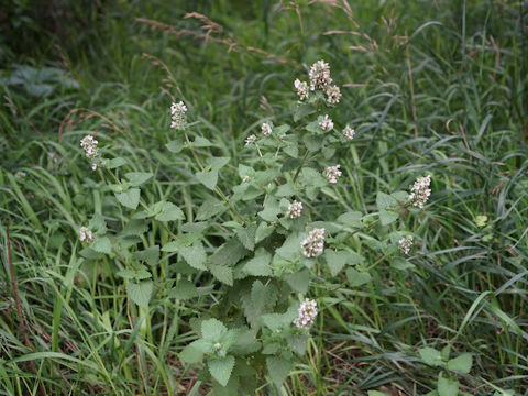 Nepeta cataria