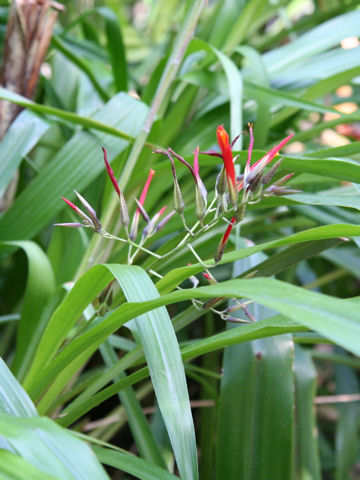 Catopsis pendula