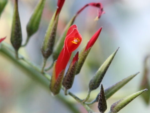 Catopsis pendula