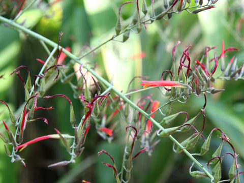 Catopsis pendula