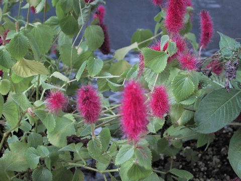 Acalypha reptans