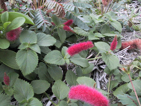 Acalypha reptans