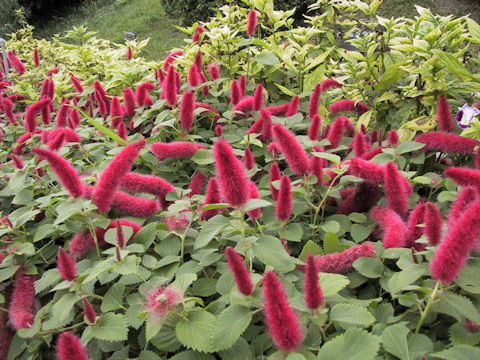 Acalypha reptans