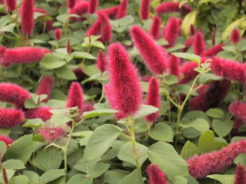 Acalypha reptans