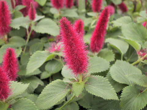 Acalypha reptans