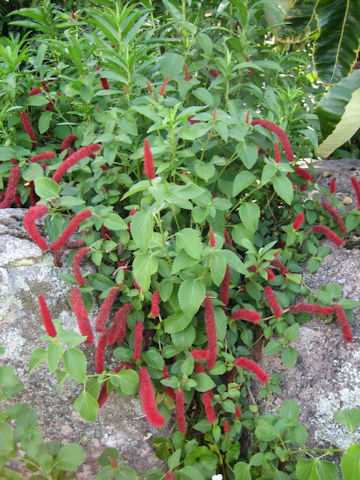 Acalypha reptans