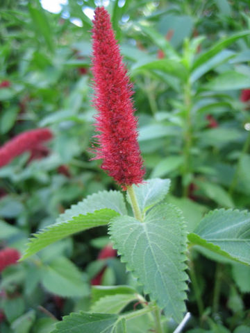 Acalypha reptans