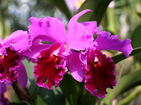 Cattleya cv. Washington Post General