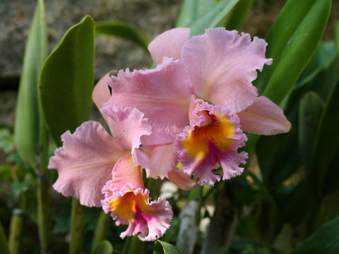 Cattleya cv. White Lollipop