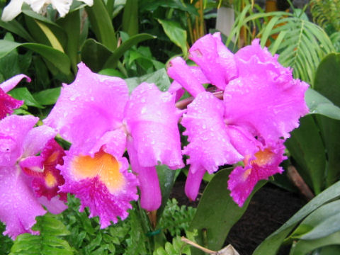 Cattleya cv.