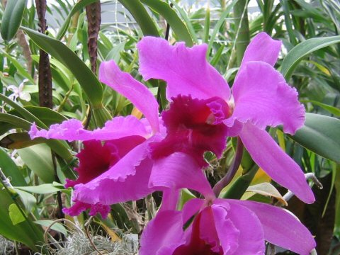 Cattleya cv.