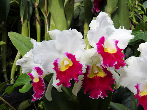 Cattleya cv.