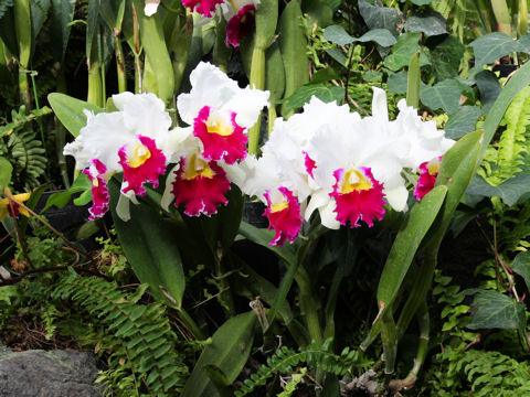 Cattleya cv.