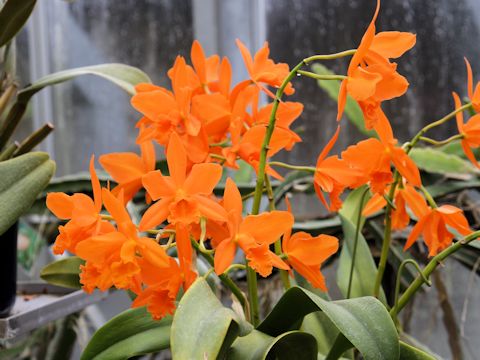 Cattleya cv.