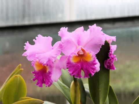 Cattleya cv.