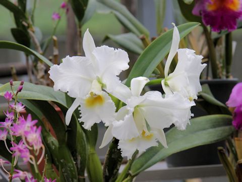 Cattleya cv.