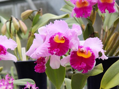 Cattleya cv.