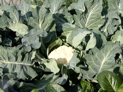 Brassica oleracea var. botrytis