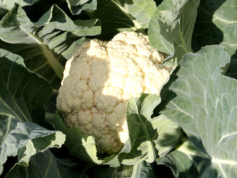 Brassica oleracea var. botrytis