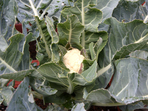 Brassica oleracea var. botrytis