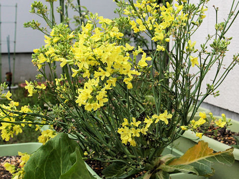 Brassica oleracea var. botrytis