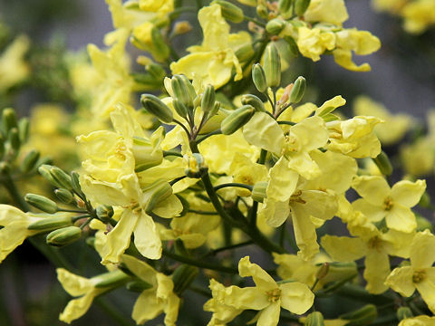 Brassica oleracea var. botrytis