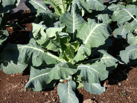 Brassica oleracea var. botrytis