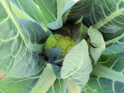 Brassica oleracea var. botrytis