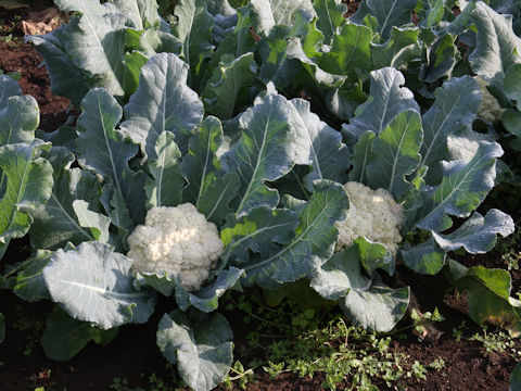 Brassica oleracea var. botrytis