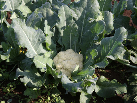 Brassica oleracea var. botrytis