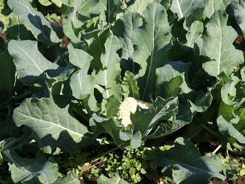 Brassica oleracea var. botrytis