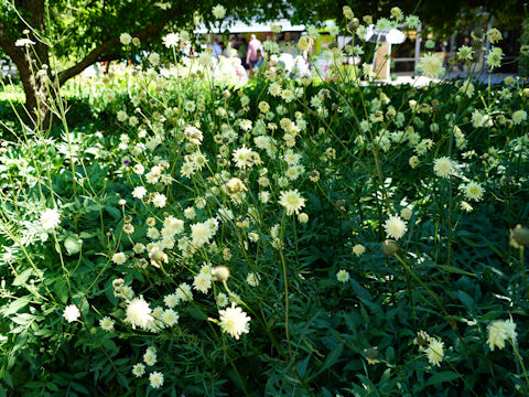 Scabiosa caucasica