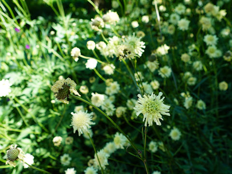 Scabiosa caucasica