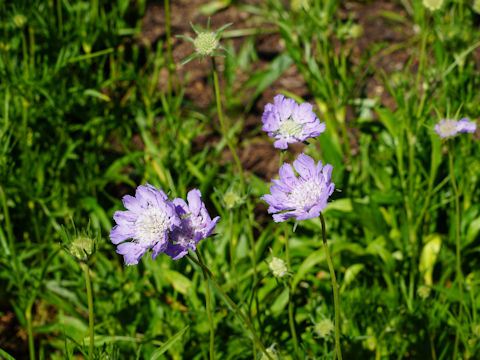 Scabiosa caucasica