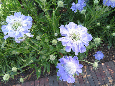 Scabiosa caucasica