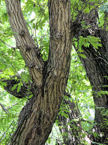 Pterocarya fraxinifolia