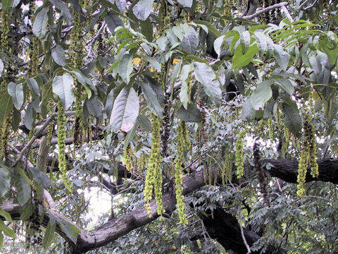 Pterocarya fraxinifolia