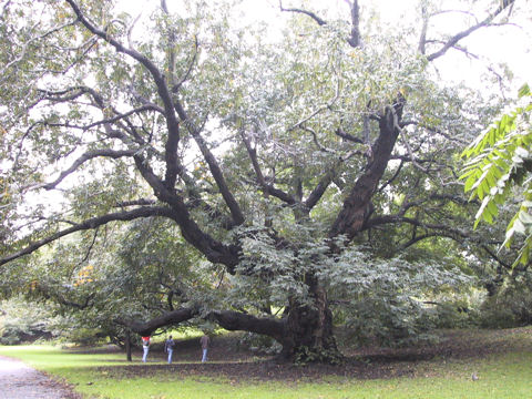 Pterocarya fraxinifolia