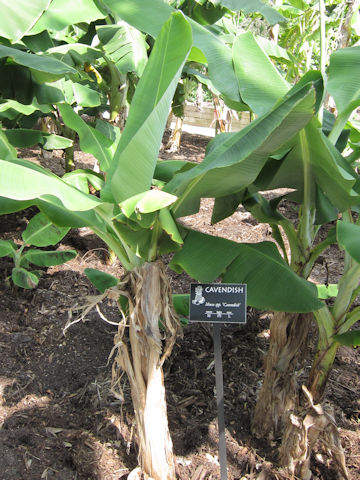 Musa acuminata cv. Cavendish