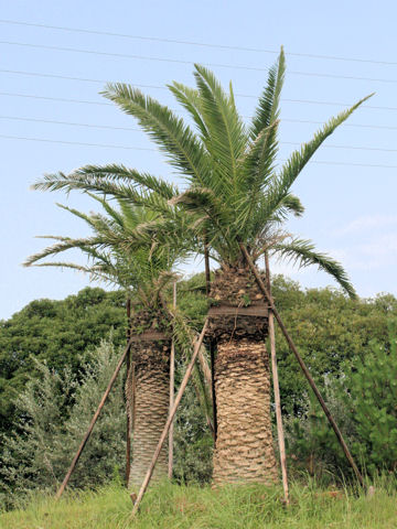 Phoenix canariensis