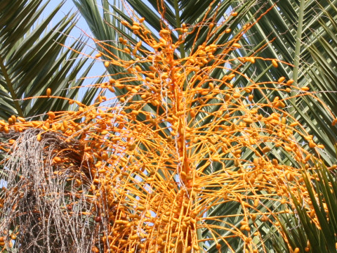 Phoenix canariensis