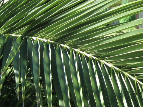 Phoenix canariensis